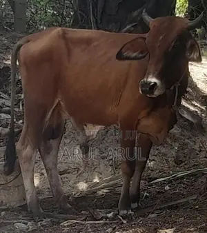 நல்லயினசகிவால்நாம்பன்மாடு