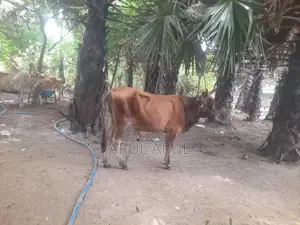 நல்லயினசகிவால்நாம்பன்மாடு