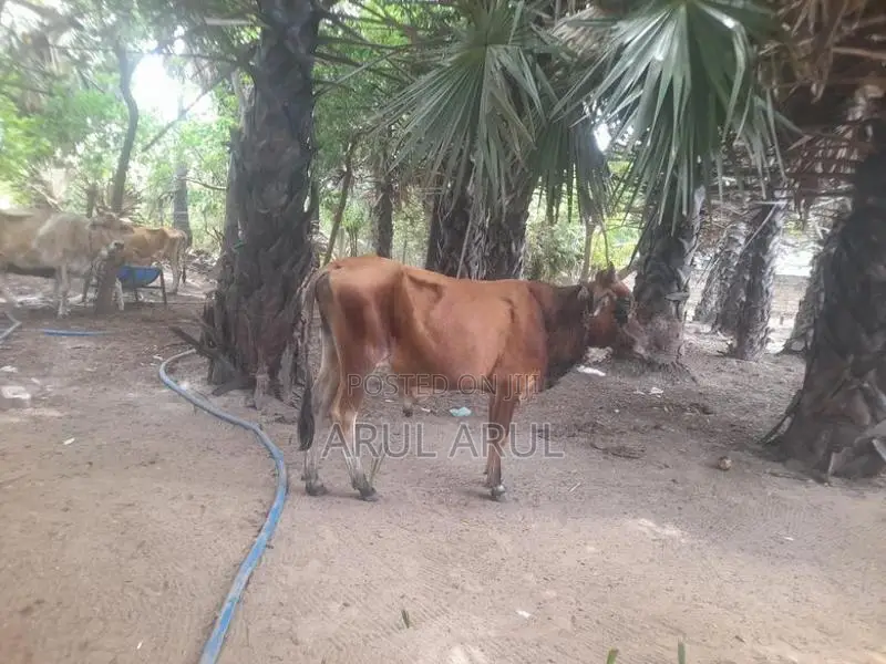 நல்லயினசகிவால்நாம்பன்மாடு