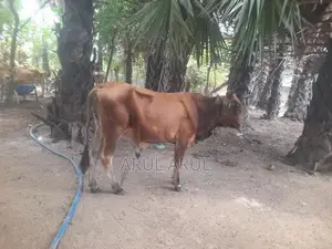 நல்லயினசகிவால்நாம்பன்மாடு