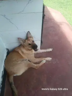 German Shepherd Puppy