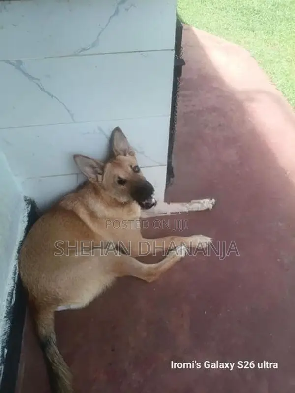 German Shepherd Puppy