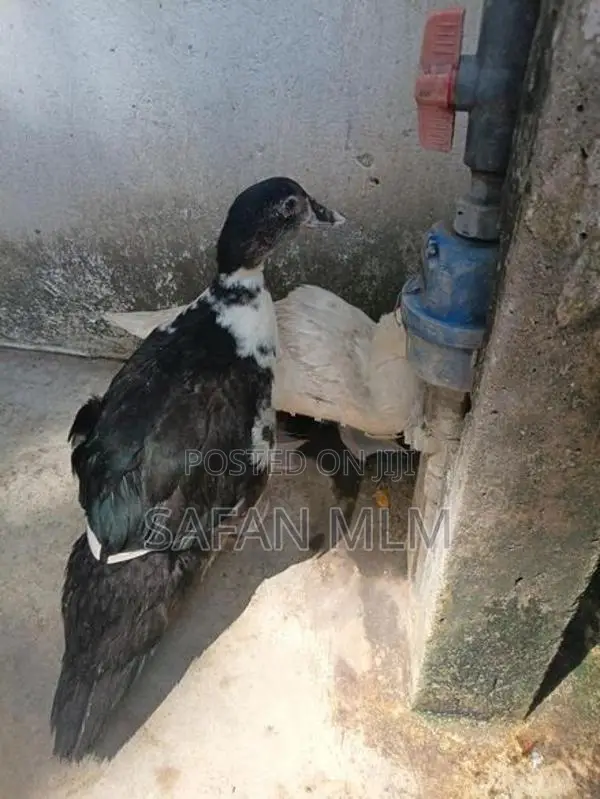 வாத்துகள்