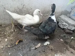 வாத்துகள்