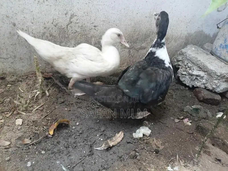 வாத்துகள்