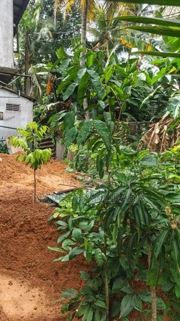 Agarwood Plant