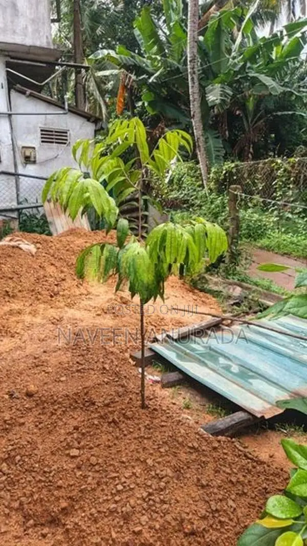 Agarwood Plant