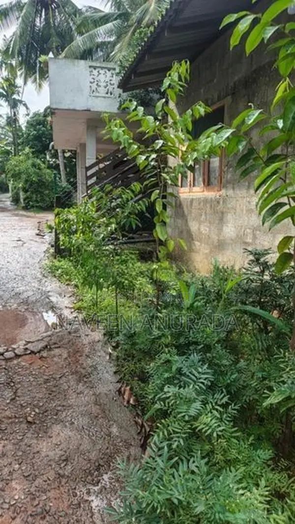 Agarwood Plant