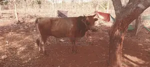 நாம்பன் Maadu