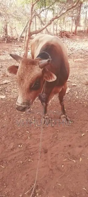 நாம்பன் Maadu