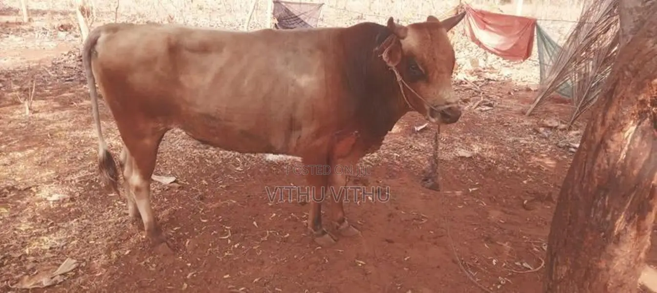 நாம்பன் Maadu