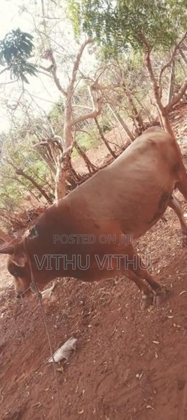 நாம்பன் Maadu
