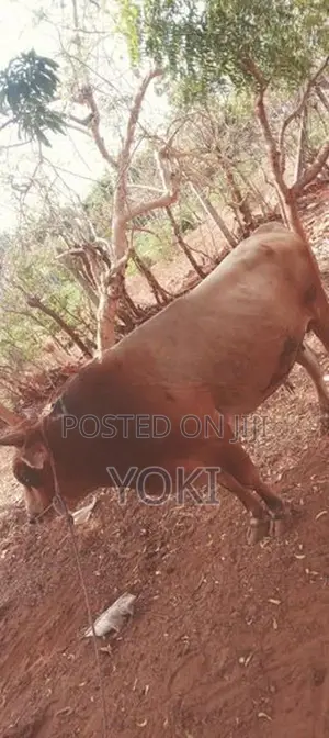 Milk Cow