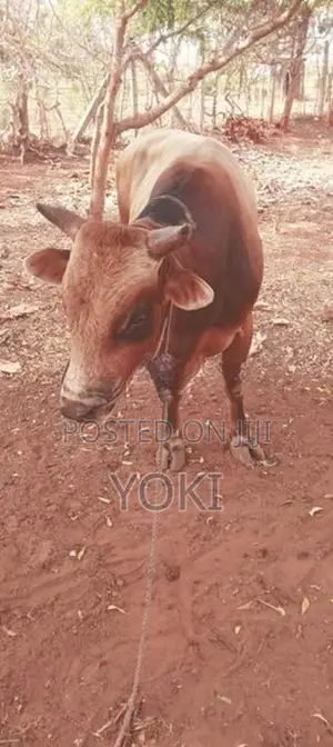 Milk Cow