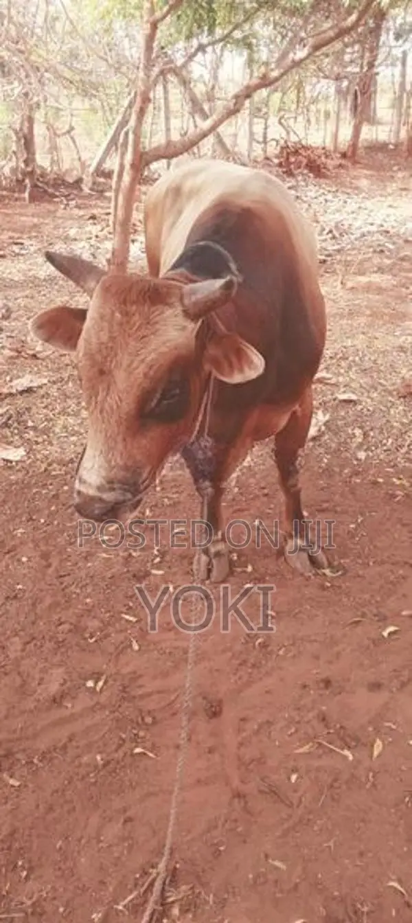 Milk Cow