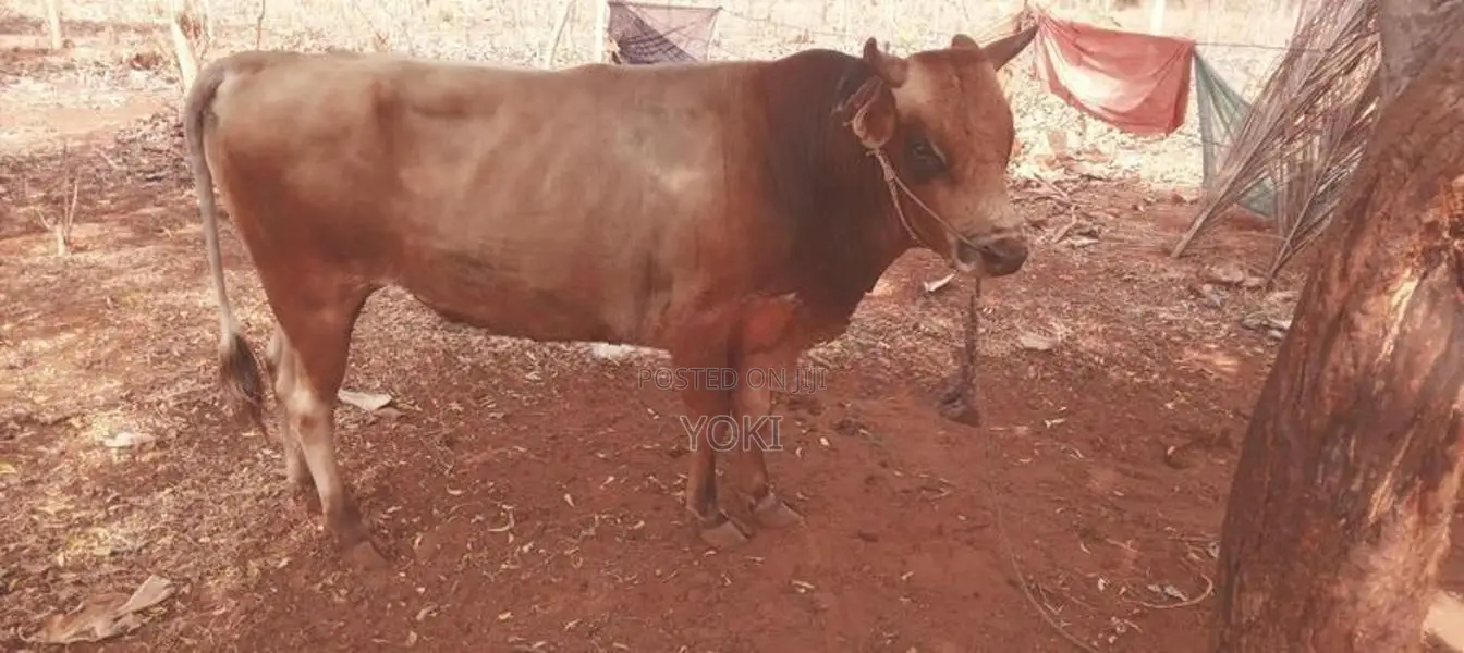 Milk Cow