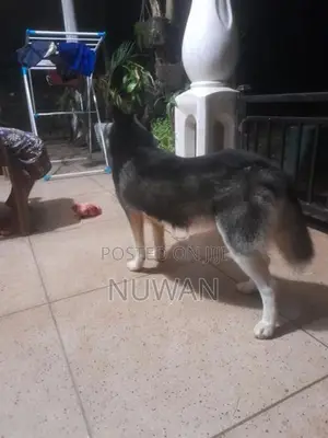 Husky