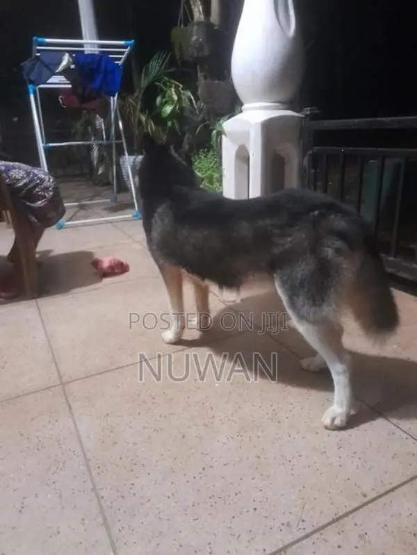 Husky