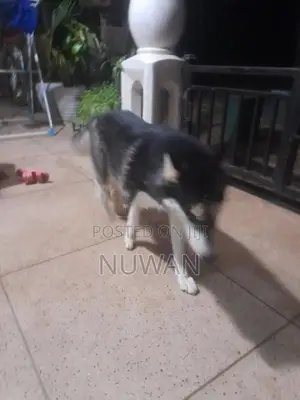 Husky