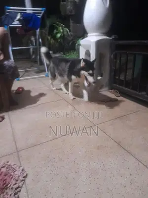 Husky