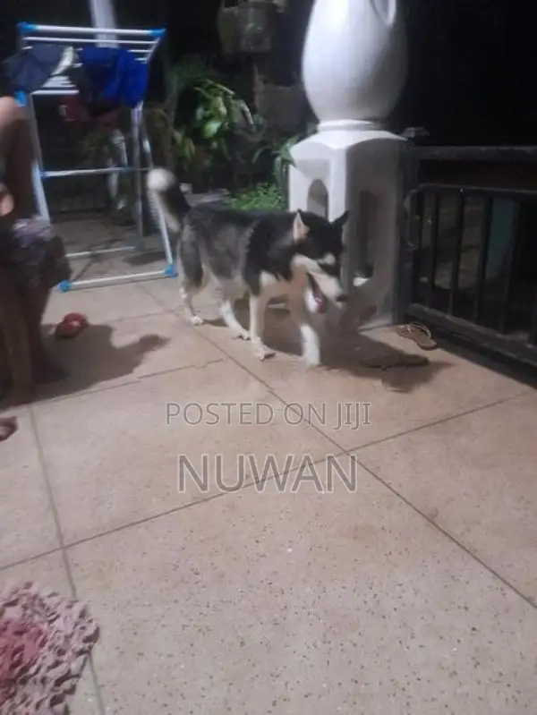 Husky