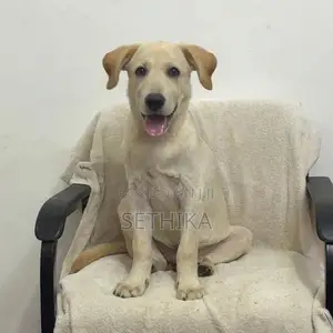 Labrador Dog