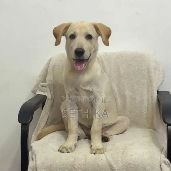 Labrador Dog