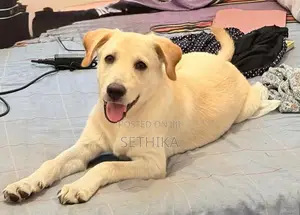 Labrador Dog
