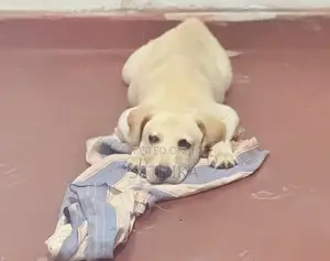 Labrador Dog