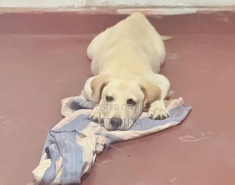 Labrador Dog
