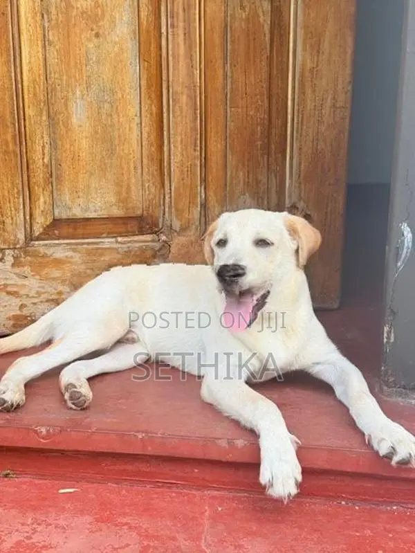 Labrador Dog