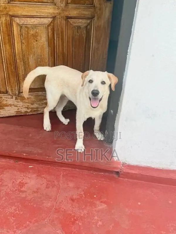 Labrador Dog