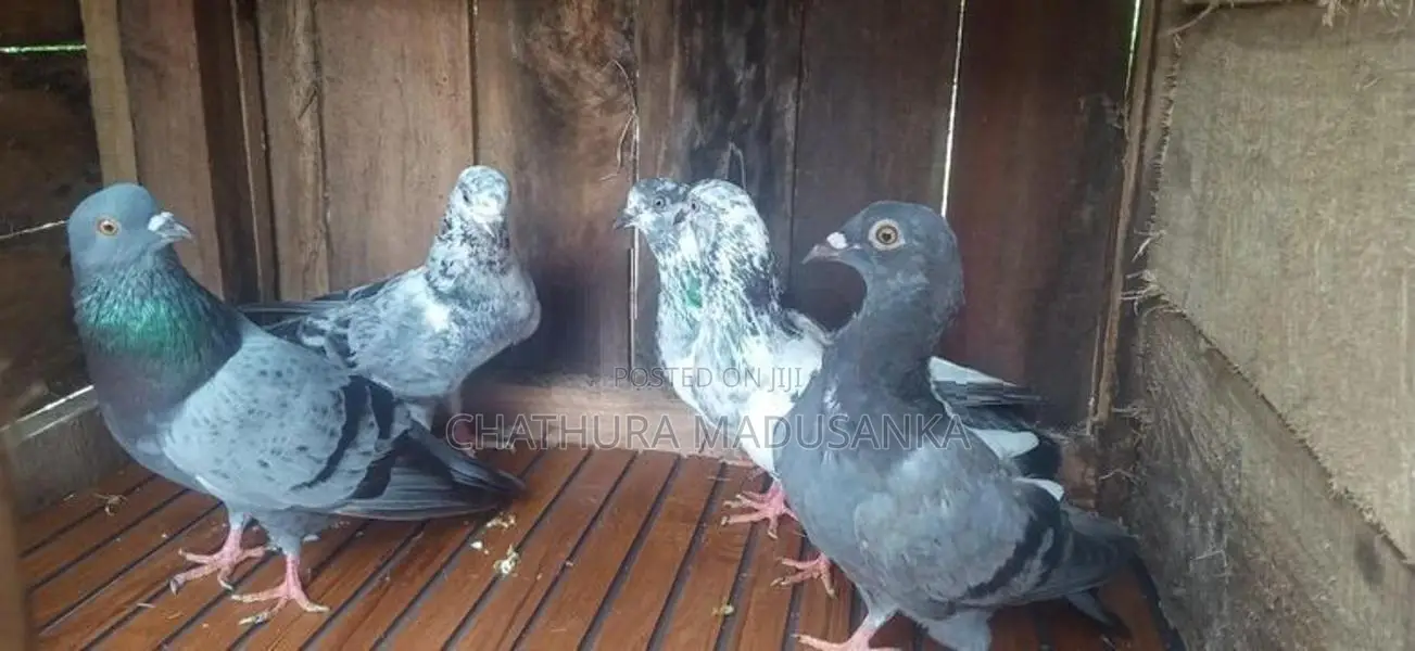 Pigeons