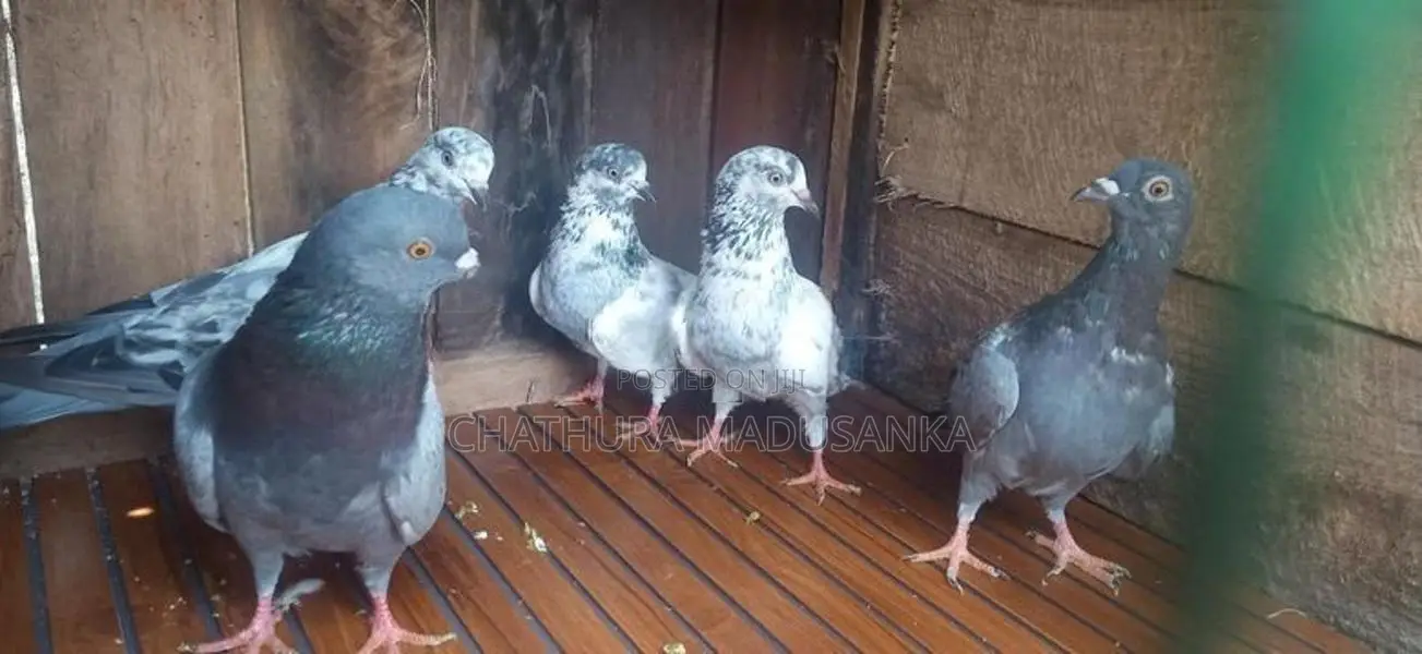 Pigeons