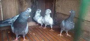 Pigeons
