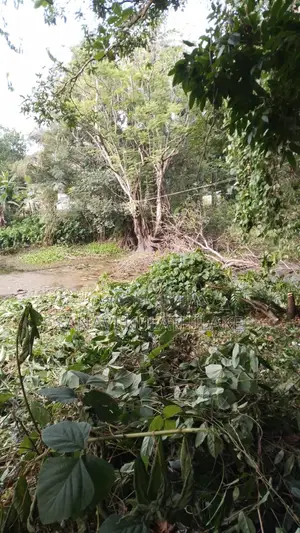 Land for Sale in Ratnapura