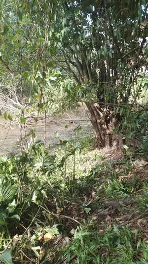 Land for Sale in Ratnapura