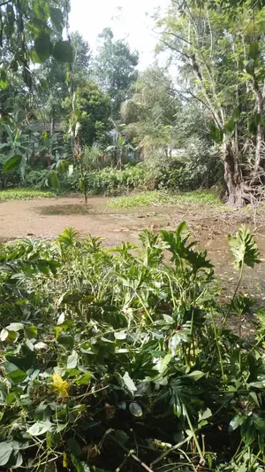 Land for Sale in Ratnapura