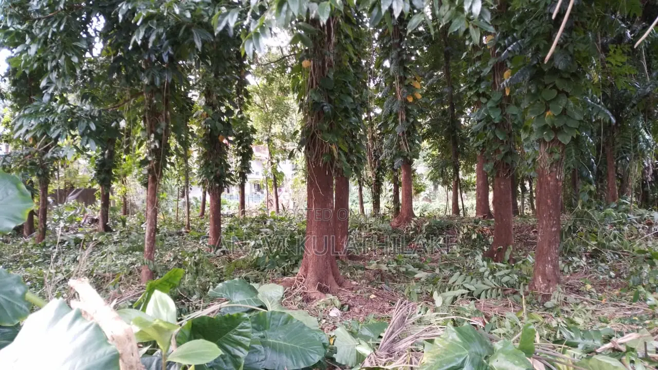 Land for Sale in Ratnapura