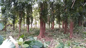 Land for Sale in Ratnapura