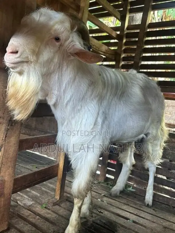 Male Goat Saanen 3