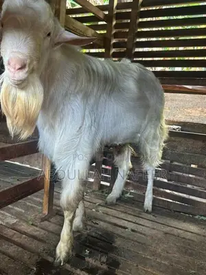 Male Goat Saanen 3