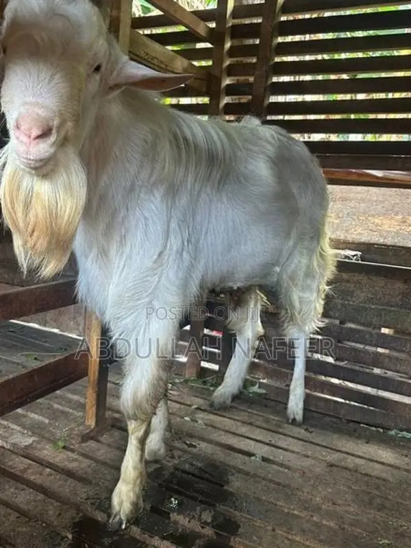Male Goat Saanen 3