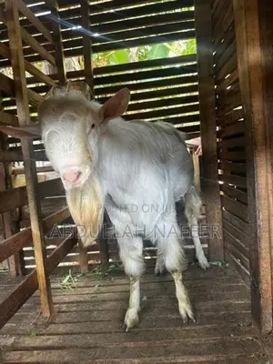 Male Goat Saanen 3