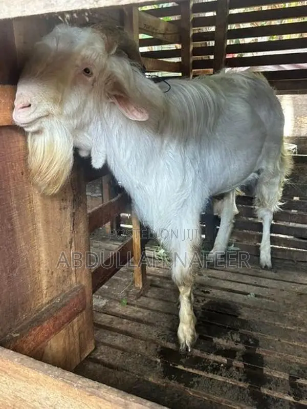 Male Goat Saanen 3