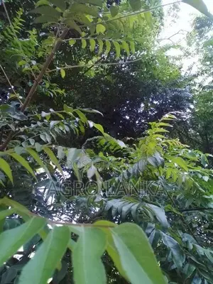 කරපිංචා