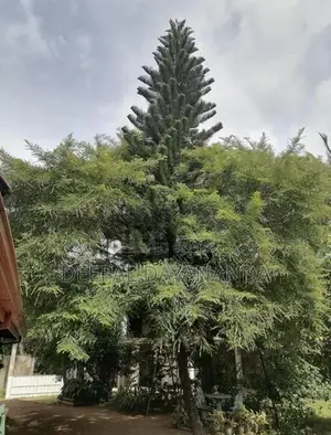 Araucaria Plant Christmas Tree