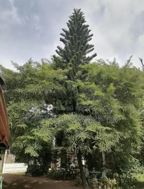 Araucaria Plant Christmas Tree