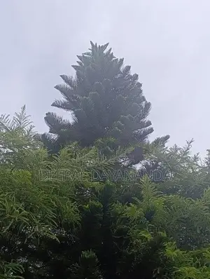 Araucaria Plant Christmas Tree