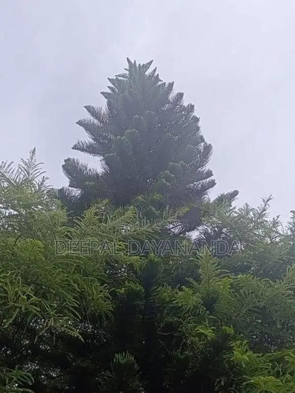 Araucaria Plant Christmas Tree